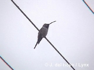 Atacamakolibri - ML201298461