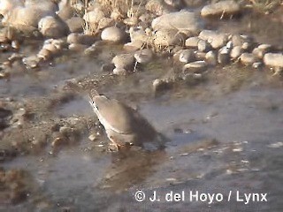 West Peruvian Dove - ML201298471