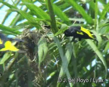 Yellow-rumped Cacique (Amazonian) - ML201298481