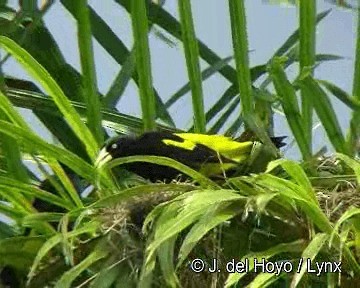 Yellow-rumped Cacique (Amazonian) - ML201298491
