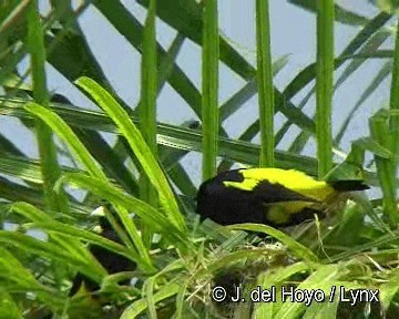 Yellow-rumped Cacique (Amazonian) - ML201298501