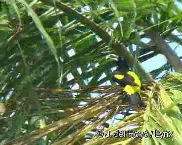 Yellow-rumped Cacique (Amazonian) - ML201298511