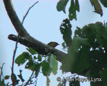 Scarlet-hooded Barbet - ML201298521