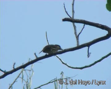 Scarlet-hooded Barbet - ML201298531