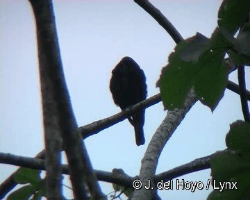 Giant Cowbird - ML201298551