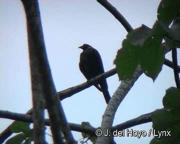 Giant Cowbird - ML201298561