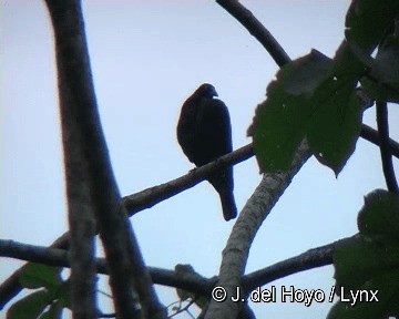 Giant Cowbird - ML201298571