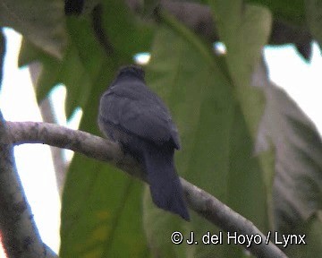 Black-fronted Nunbird - ML201298581