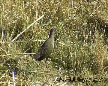 Plumbeous Rail - ML201298631