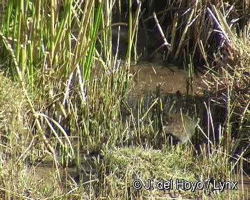 Plumbeous Rail - ML201298641