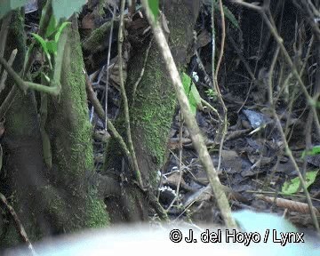 Undulated Antpitta - ML201298651