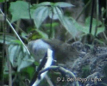 Short-billed Chlorospingus - ML201298691