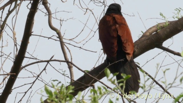 Greater Coucal - ML201298711