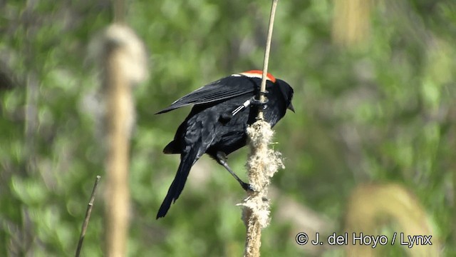 Red-winged Blackbird (Red-winged) - ML201298721