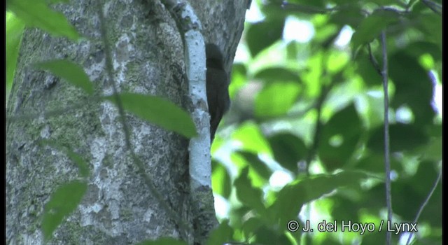 Trepatroncos Picocuña (grupo pectoralis) - ML201298741