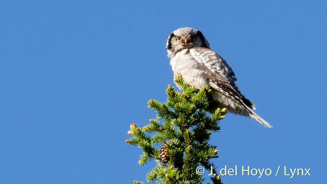Northern Hawk Owl (Eurasian) - ML201298751