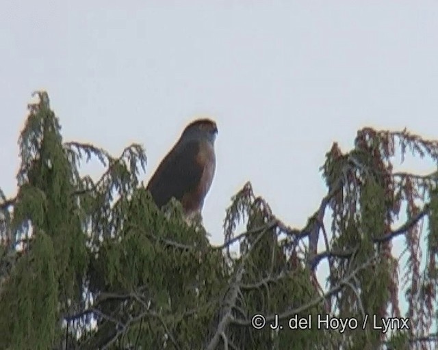 African Goshawk (Ethiopian) - ML201298761