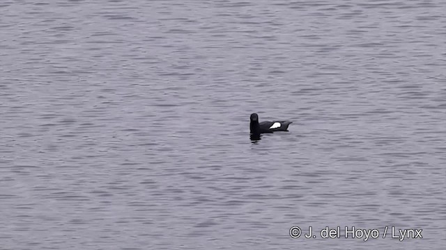 Pigeon Guillemot (columba Group) - ML201298791