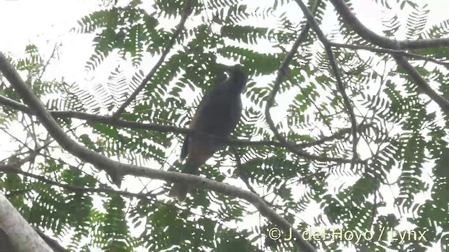 White-streaked Friarbird - ML201298801