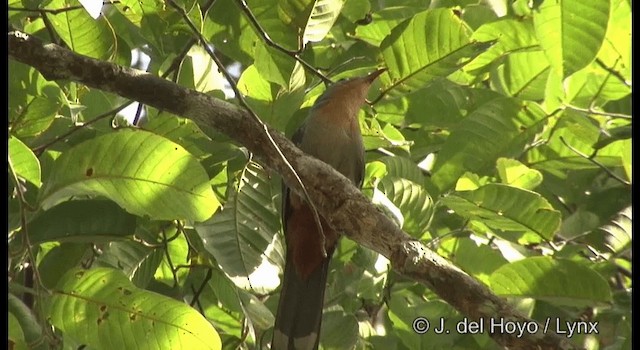 Red-billed Malkoha - ML201298831