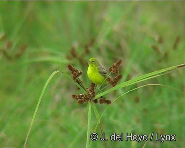 solbukspurv (luteola gr.) - ML201298841