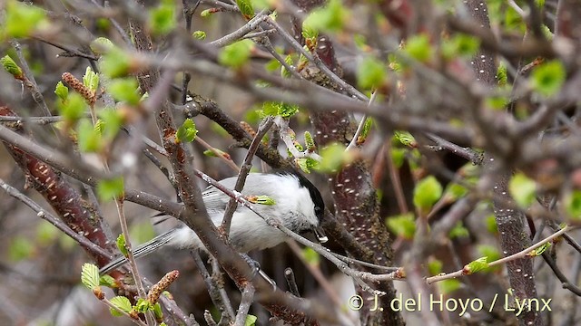Willow Tit (Willow) - ML201298871