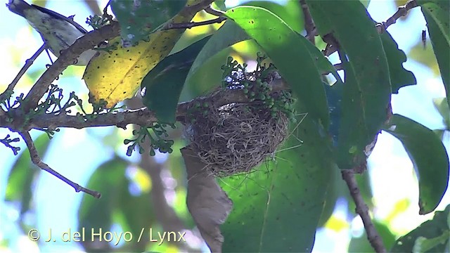 Mielero Pechinaranja - ML201298891