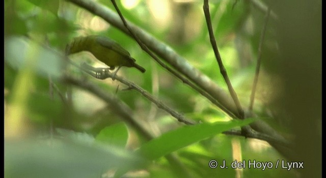 Olive-backed Euphonia - ML201298901