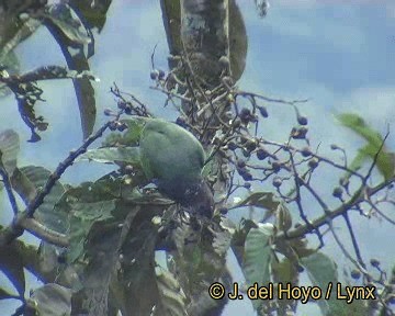 Speckle-faced Parrot (Plum-crowned) - ML201298921