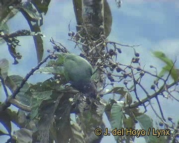 Pione pailletée (tumultuosus) - ML201298921