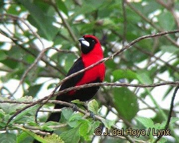 Masked Crimson Tanager - ML201298931