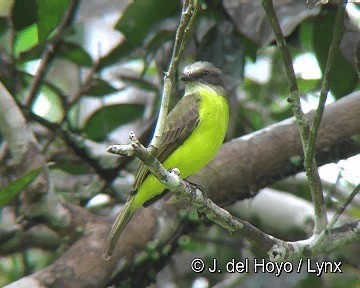 Graukappen-Maskentyrann - ML201298951