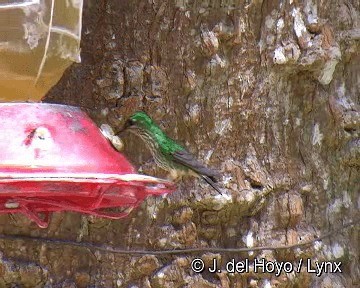 Haut-de-chausses de Bolivie (annae) - ML201299031