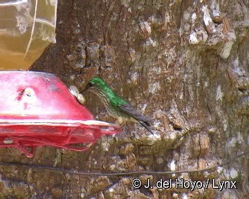 Colibrí de Raquetas Faldirrojo (annae) - ML201299031