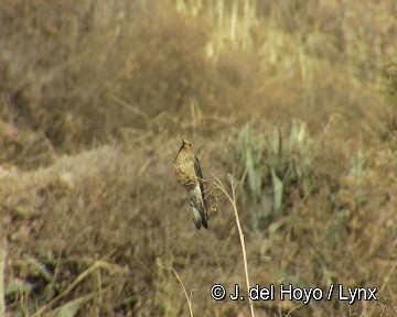 Colibri géant - ML201299041