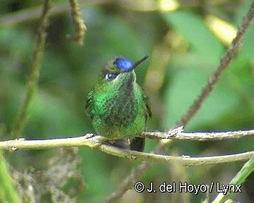 Violet-fronted Brilliant - ML201299071