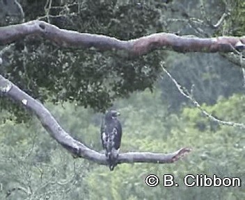 Augur Buzzard (Augur) - ML201299141