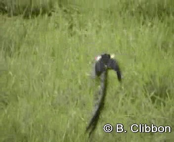 Long-tailed Widowbird - ML201299151