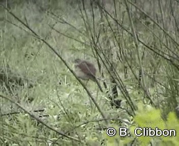 Rattling Cisticola - ML201299171