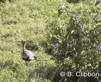 Buff-crested Bustard - ML201299181