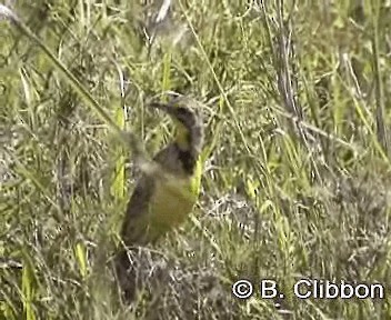 Yellow-throated Longclaw - ML201299191