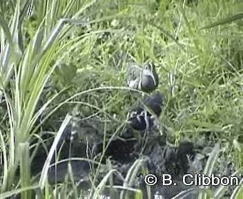 Greater Painted-Snipe - ML201299251