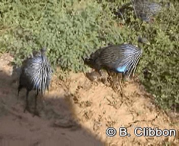 Vulturine Guineafowl - ML201299271