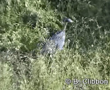 Vulturine Guineafowl - ML201299281