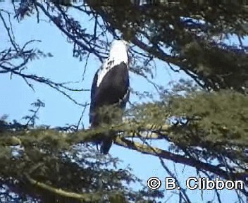 African Fish-Eagle - ML201299381