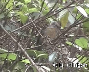 Spectacled Barwing (Western) - ML201299391