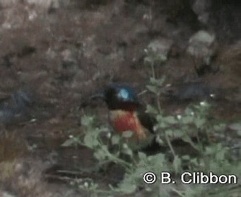 Green-tailed Sunbird (Doi Inthanon) - ML201299401