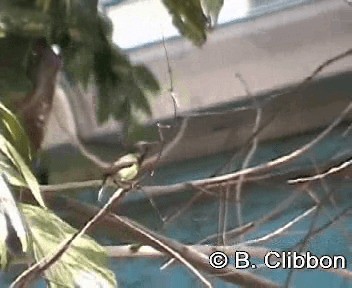 Ornate Sunbird - ML201299421