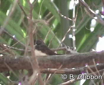 Ошейниковая веерохвостка - ML201299471