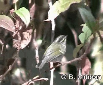 Pallas's Leaf Warbler - ML201299611